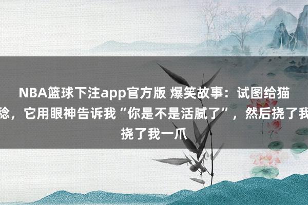 NBA篮球下注app官方版 爆笑故事：试图给猫穿一稔，它用眼神告诉我“你是不是活腻了”，然后挠了我一爪